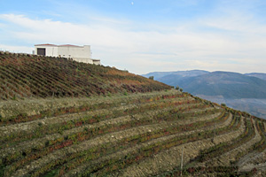 Blomstrande terass i Dourodalen